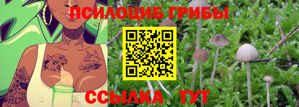 Псилоцибиновые грибы Psilocybine cubensis  Вход с VPN  Прокопьевск 
